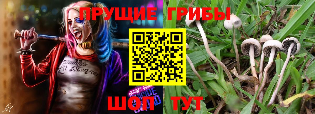 Псилоцибиновые грибы Psilocybine cubensis  Вход с VPN  Белорецк  Псилоцибиновые грибы прущие грибы 